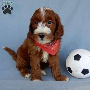 Bentley, Mini Goldendoodle Puppy